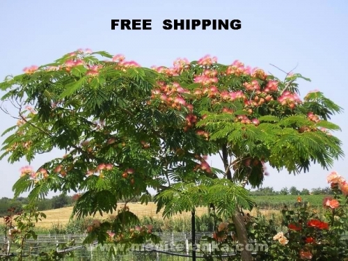 Exotic tree