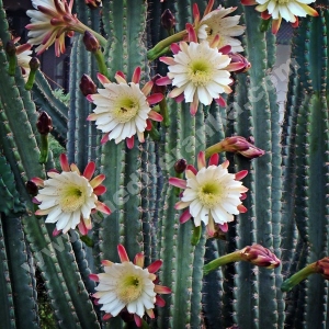 cereus