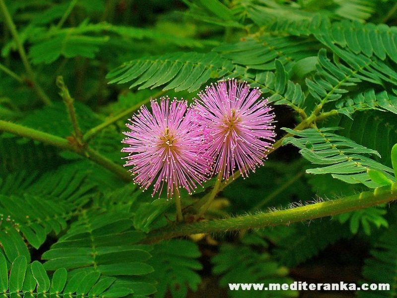 Mimosa pudica sramežljivka