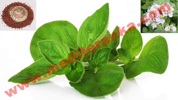 Marjoram