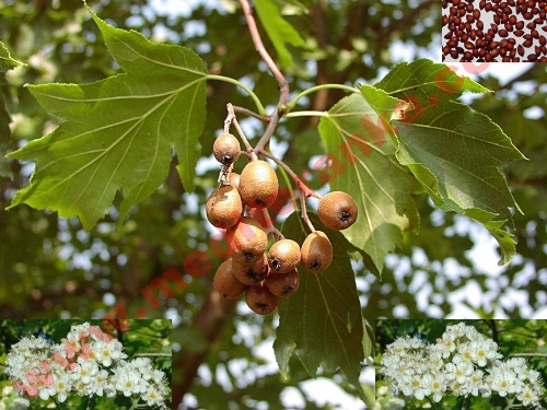 checker tree