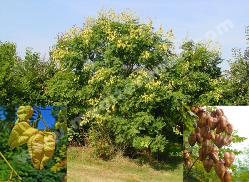 Goldenrain tree