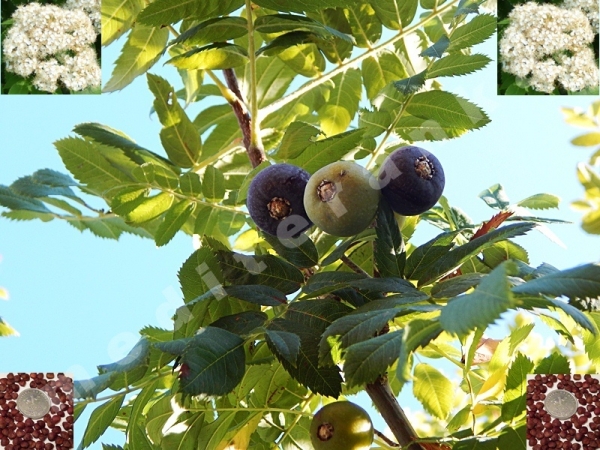 service tree