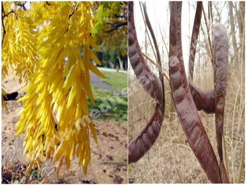 honeylocust