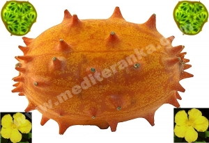 kiwano