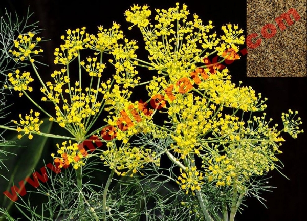Dill