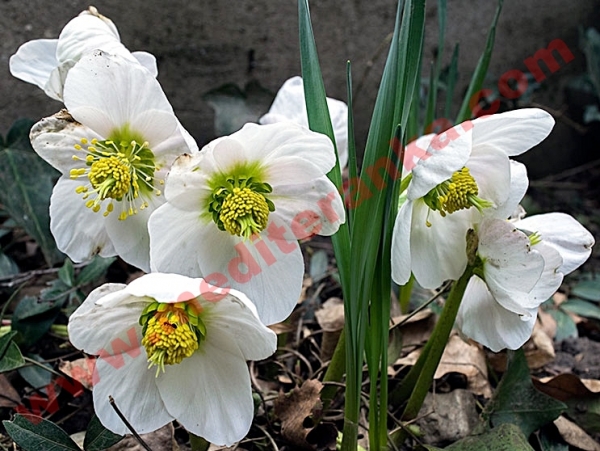 hellebore